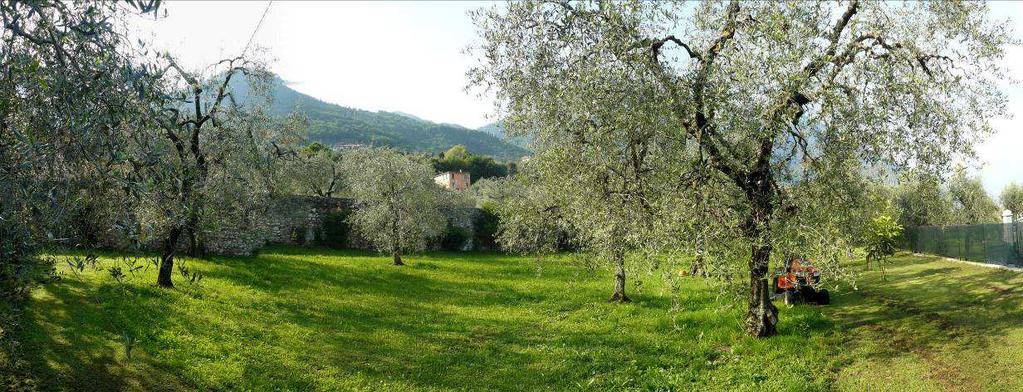 Pertanto l ambiente si caratterizza per la presenza di oliveti e altre aree coltivate a margine dei nuclei abitati delle frazioni.