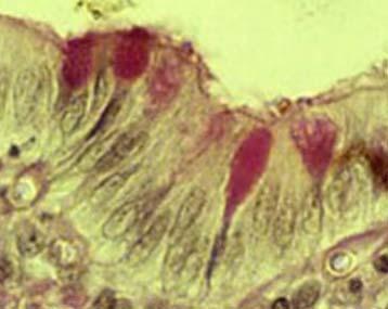 GHIANDOLE UNICELLULARI Alle ghiandole unicellulari appartengono le cellule mucipare o caliciformi Queste cellule sono intercalate