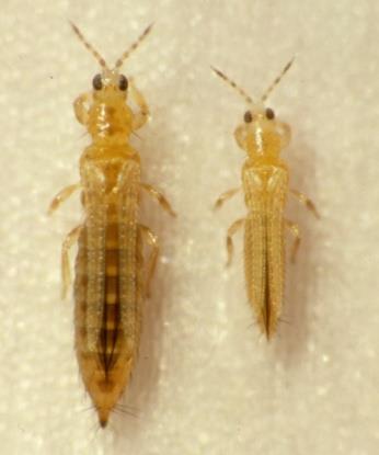Tisanoptera, famiglia Thripidae)