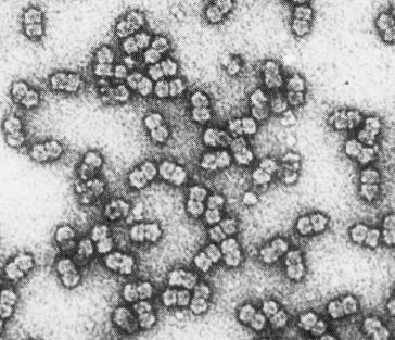 Crinivirus: Closteroviridae ssrna trasemssi da