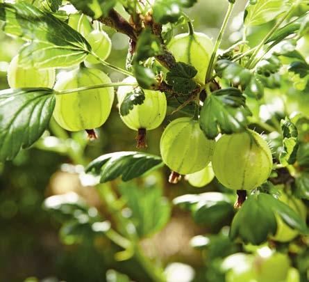 uso per la semina, l impianto e il trapianto Il compostato verde finemente setacciato contribuisce all apporto efficace e duraturo di sostanze nutritive Piante forti