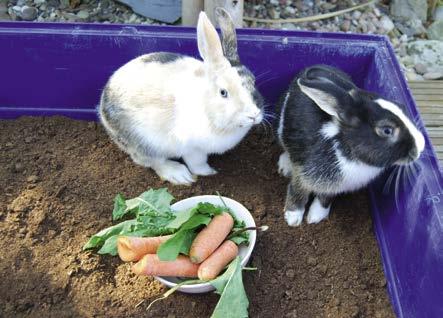 di deposizione delle uova 111737 20 l 4 UP Reimballagio IL BENESSERE DEGLI ANIMALI DOMESTICI Prodotti Floragard per il riparto animali domestici La materia prima torba con le sua proprietà è