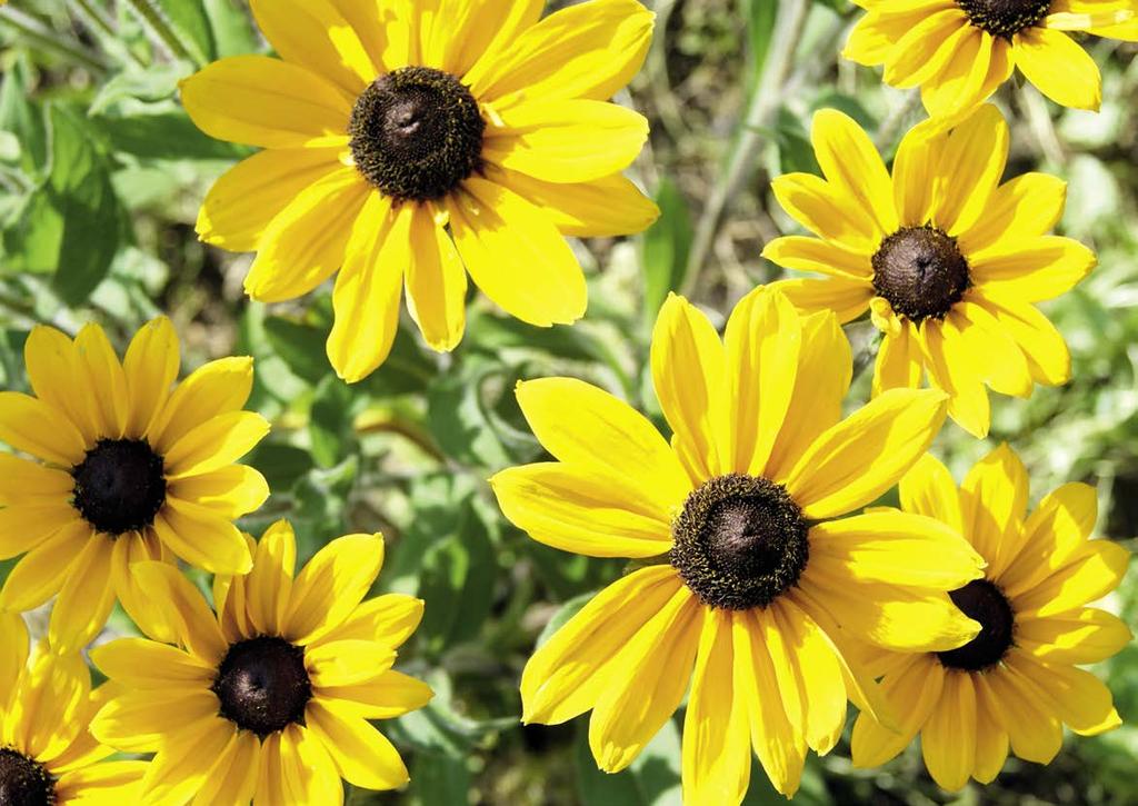 Terriccio universale Terriccio per fiori con elevato contenuto di concime per l invaso di piante da appartamento, da balcone e da vaso Buona capacità di riserva d acqua grazie all elevata qualità