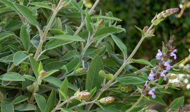 Salvia Nome botanico: Salvia officinalis L. Famiglia: Labiatae Caratteristiche della pianta Proprietà Il nome deriva dall aggettivo latino salvus, che significa sano, godere di buona salute.