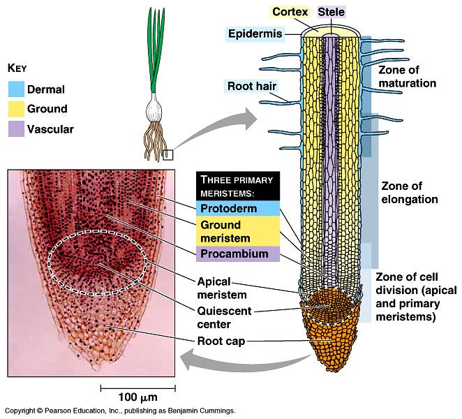 In sezione longitudinale la radice è suddivisa in 4 differenti zone di crescita Cuffia radicale protezione dell apice radicale Zona di divisione apice, meristemi primari; produzione di nuove cellule