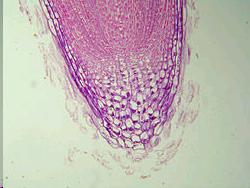 Crescita primaria della radice CUFFIA radicale - strato di cellule tipo parenchimatico, che rivestono e proteggono l apice dall abrasione del suolo durante l allungamento della radice.