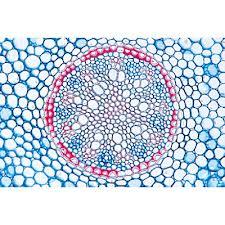 normalmente superiore a 7, anche parzialmente da cellule poco differenziate parenchimatiche costituenti il Midollo *ricordarsi (vd.