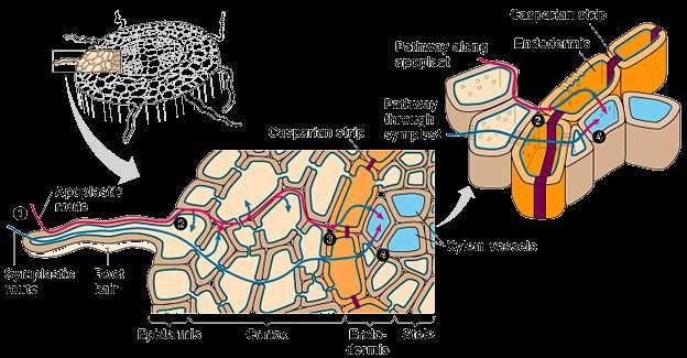 TESSUTI TEGUMENTALI - ENDODERMA Endoderma è compatta e le bande del Caspary sono impermeabili all acqua e agli ioni: il movimento apoplastico dell acqua e dei soluti attraverso l endoderma è impedito.