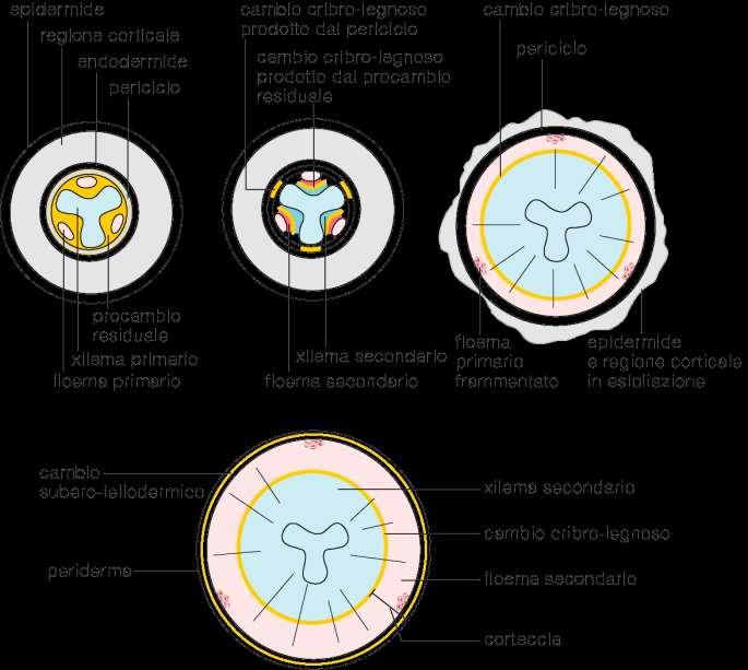 Il periciclo in corrispondenza delle arche protoxilematiche si divide in 2 strati di cellule. Lo strato più interno va a congiungersi con il cambio prodotto dal procambio residuale.