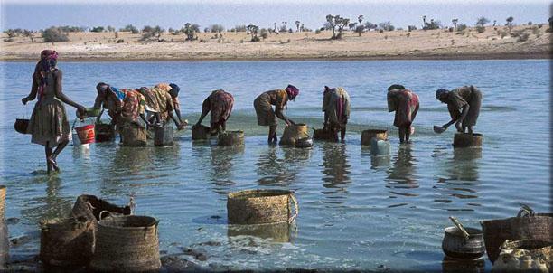 Raccolta di spirulina da donne Kanembu presso Ancient Lake (Ciad, Africa) Negli ultimi anni la spirulina ha assunto molta più importanza rispetto a qualche anno fa, rappresentando un validissimo