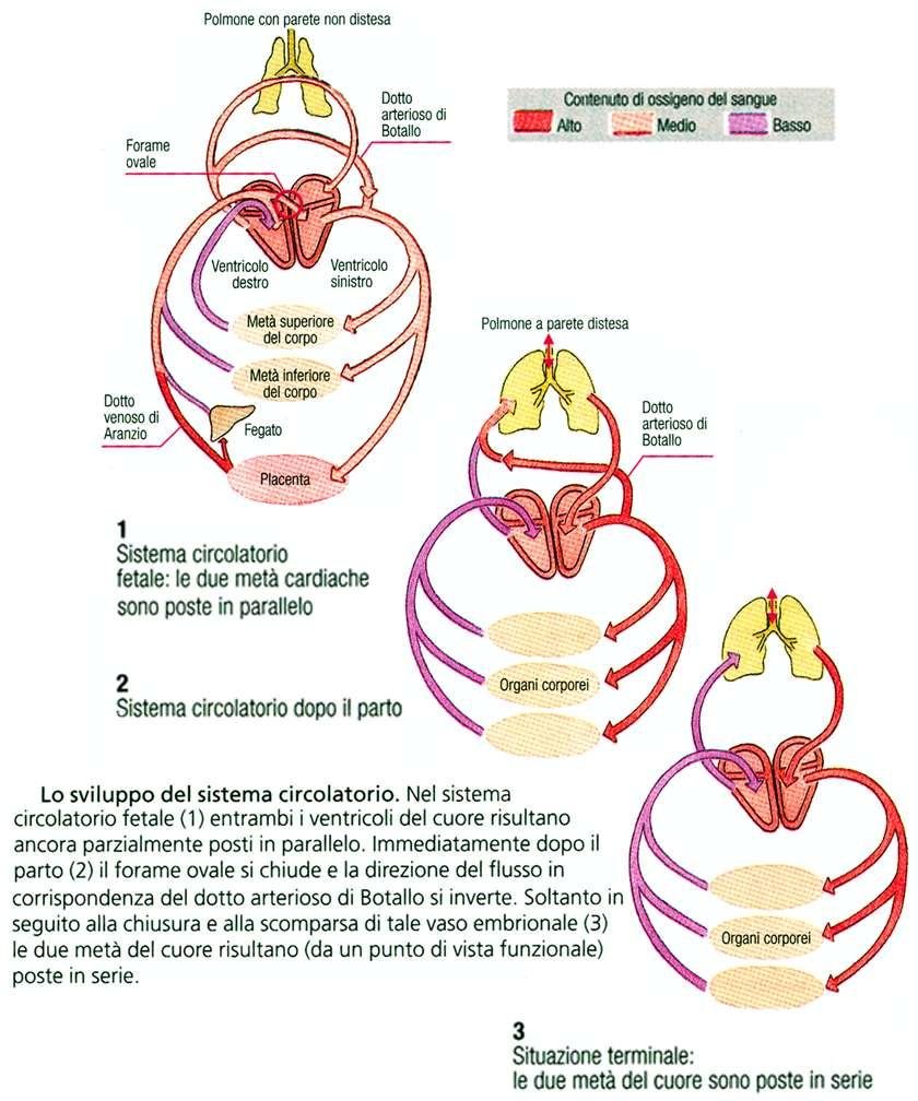 il flusso