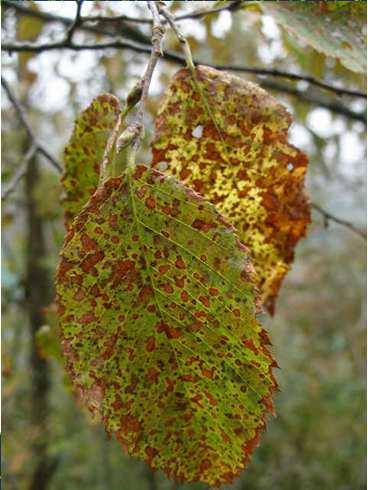 Antracnosi del carpino - Asteroma sp.