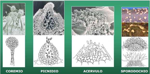 talvolta presente tramite conidi riproduzione sessuale tramite basidiospore