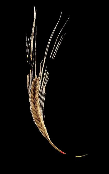 GUSTO PURO ED AUTENTICO DELLE ORIGINI IL Oggi la gamma Waldkorn Cereali Antichi ci consente nuovamente di rivivere il puro piacere della riscoperta di questi grani millenari, che anche grazie alle