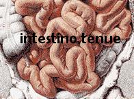 L intestino Lo stomaco è collegato all intestino attraverso