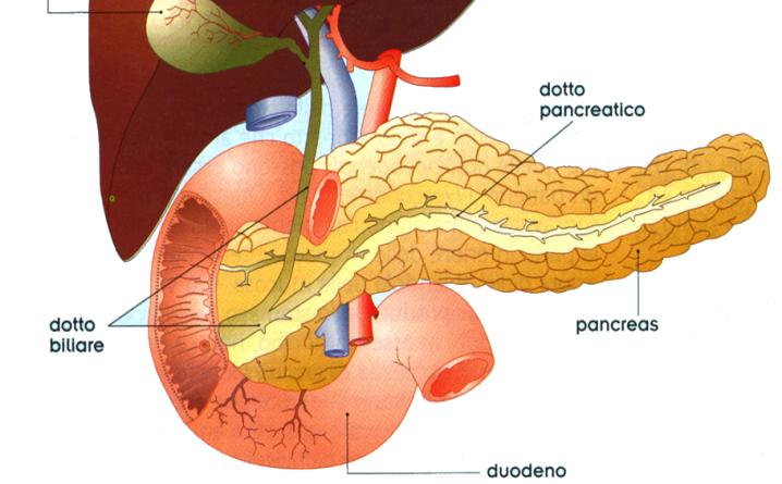 pancreas produce il succo pancreatico, ricco