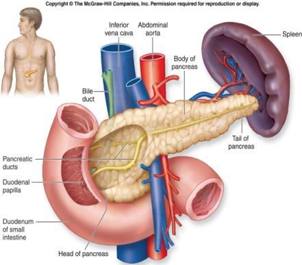 succo pancreatico: Tripsina, per la digestione delle proteine