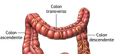 L intestino crasso Le parti di cibo troppo grosse o che non