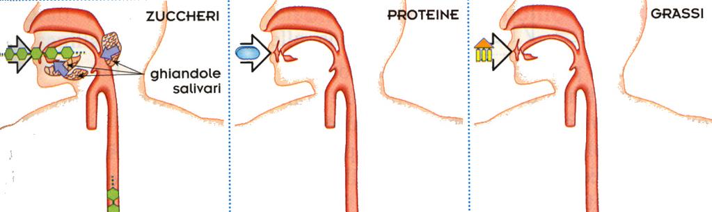 La digestione nello stomaco Nello