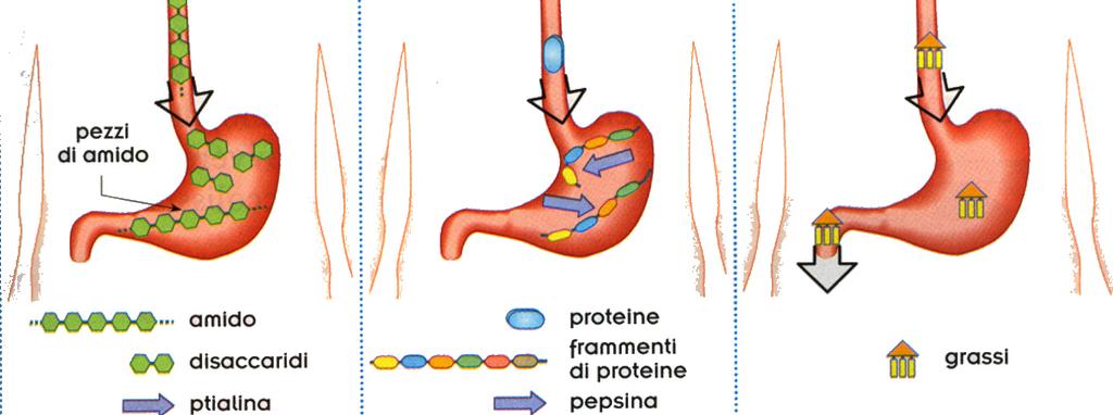 proteine ad opera della pepsina