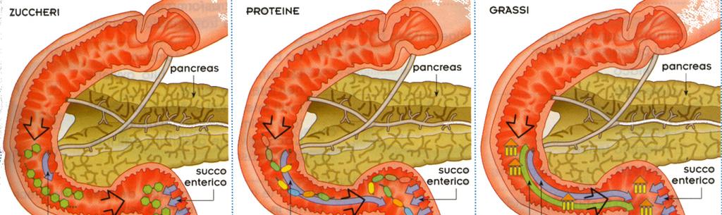 La digestione nell intestino tenue Si completa la digestione: degli amidi ad