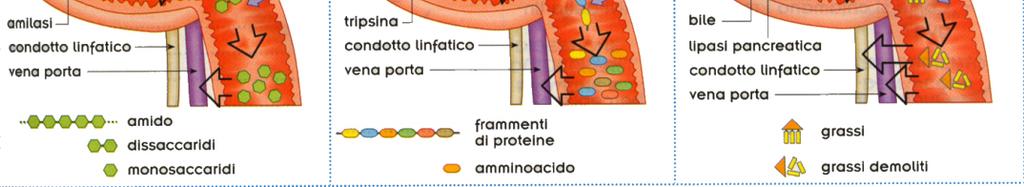 quella delle proteine ad opera della tripsina pancreatica e gli enzimi