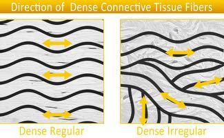 DENSO Proprietà meccaniche RETICOLARE Reticolare Ricco di fibre reticolari, con collagene di tipo III Forma una delicata