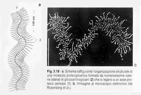 glicosamminoglicani, (GAG).