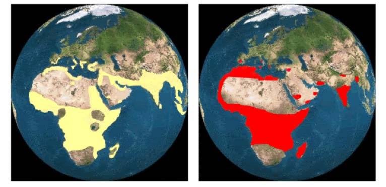 Anemia falciforme e malaria Distribuzione della malaria Distribuzione dell allele HbS Un esempio di vantaggio