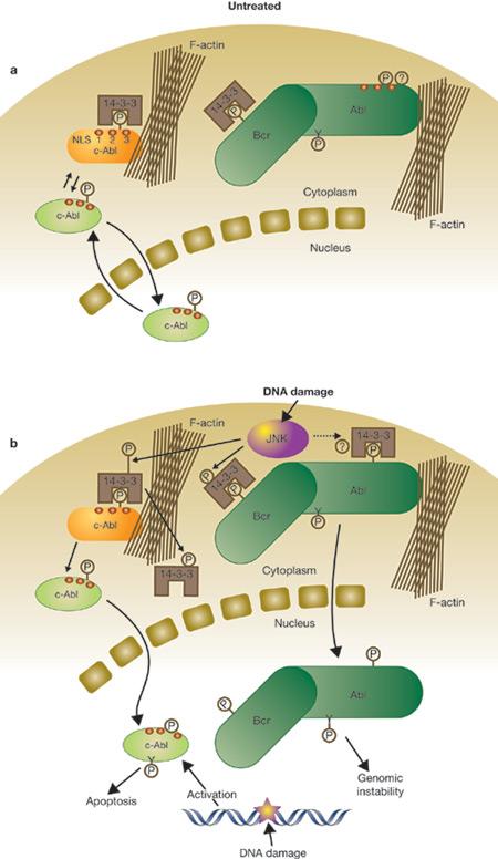 Nuclear accumulation of the c-abl tyrosine kinase is associated with a proapoptotic response after DNA damage, but the mechanism regulating c-abl nuclear localization is unclear.