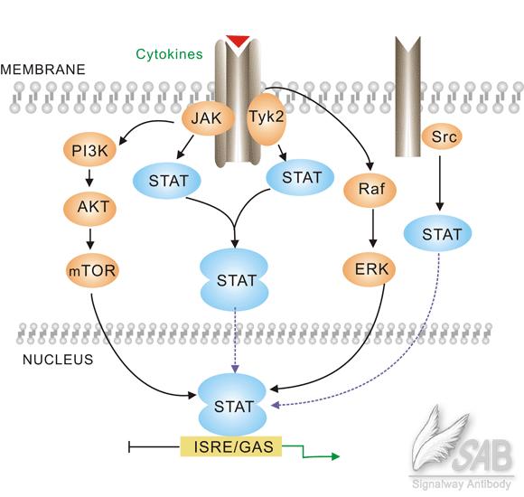 JAK2V617F signalling pathways in myeloproliferative neoplasms Quando JAK2V617F è espresso in cellule ematopoietiche, diverse vie di segnalamento importanti per la proliferazione e la