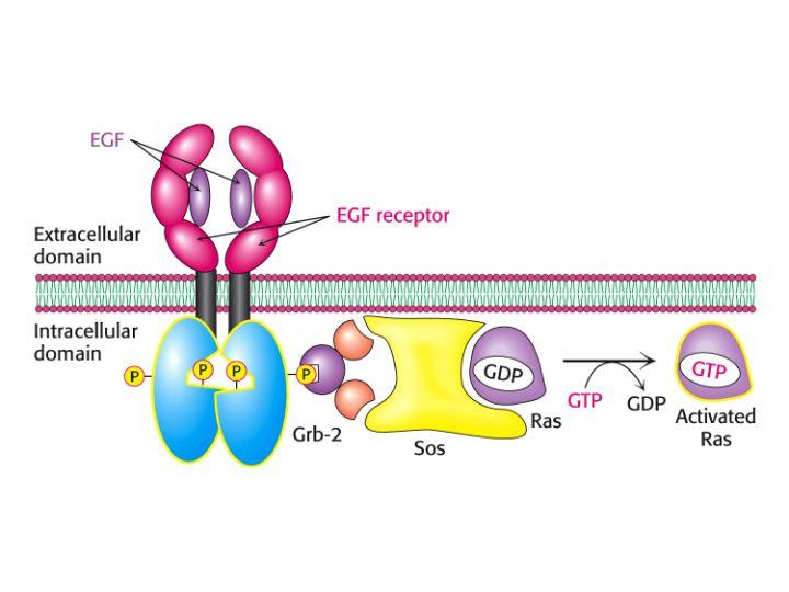 Molte neoplasie sono associati con l'attivazione del recettore per EGF, che può derivare dalla mutazione del recettore, dalla sua overespressione, o dallo stimolo autocrino del recettore