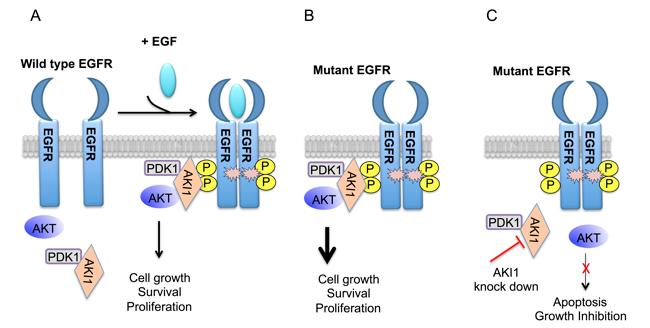 A) In the absence of EGF, AKI1 does not bind AKT and EGFR. AYer addi#on of EGF, EGFR is ac#vated and associated with AKT and PDK1 via AKI1.