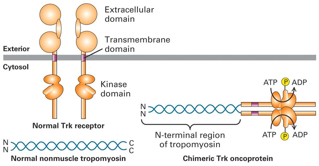 Trk Questo oncogene, nel carcinoma del colon, deriva da una traslocazione cromosomica che sostituisce le sequenze che codificano il dominio extracellulare del recettore-tirosin-chinasico normale con