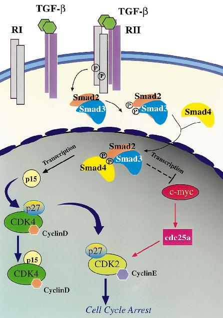 TGF-β arresta il ciclo TGF-β tramite Smad2:3:4 aumenta la trascrizione di p15 e diminuisce quella di myc p15 si scambia con p27 nei complessi CDK4:ciclina D.
