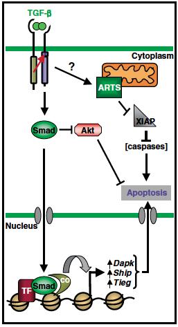 TGF-β receptors induce through Smads the expression of DAPK, SHIP and TIEG pro-apoptotic genes.