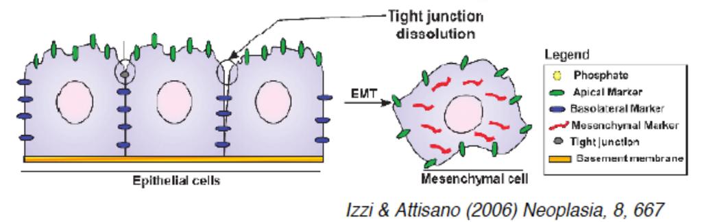 Regulation of the actin cytoskeleton and the EMT response.