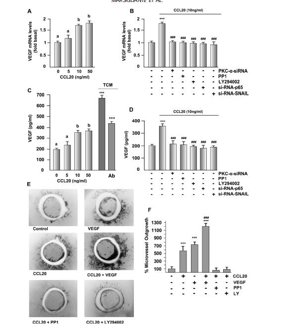 CCL20 Mediates Angiogenesis and