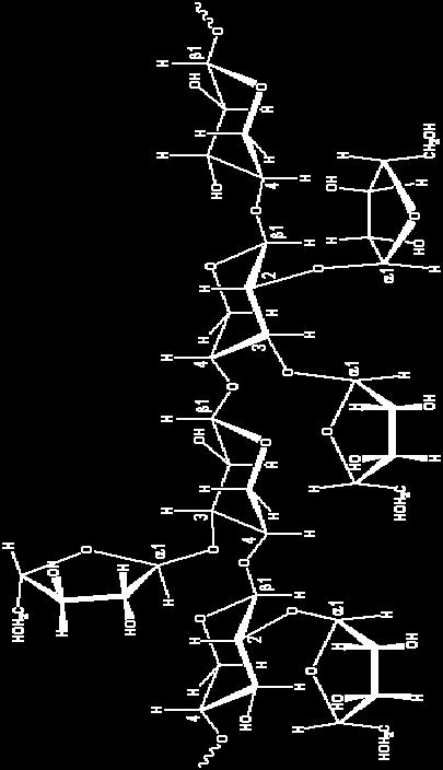 Sono polisaccaridi lineari costituiti da catene di glucosio unite mediante legami β- (1-3) e β-(1-4)