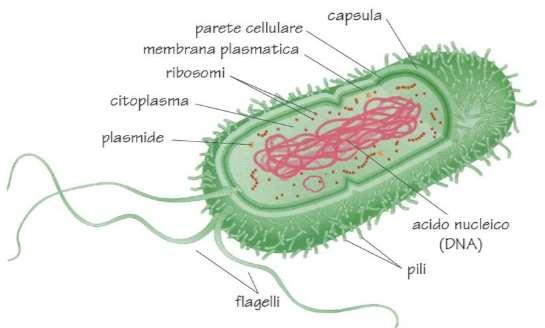 4. Formati da cellule CELLULA PROCARIOTICA «nucleo primitivo» pròtos = primo kàrion = nucleo Il materiale genetico è organizzato in geni disposti su un filamento