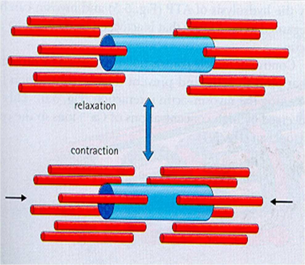 Tessuto muscolare scheletrico: