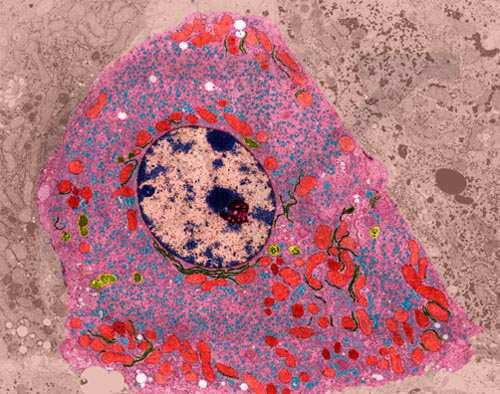 Il processo attraverso il quale le cellule assumono