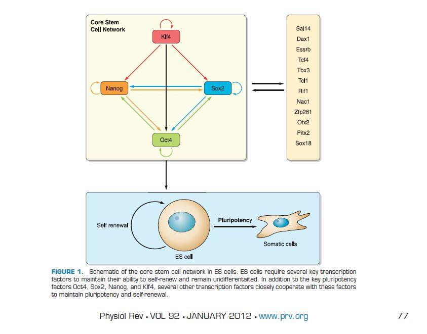 ipscs