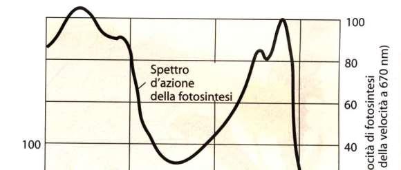 Lo spettro d azione l