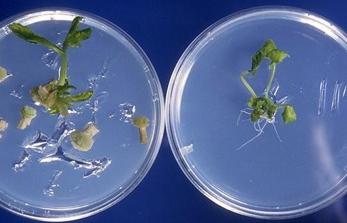 Nontransformed cells stop growing in the presence of the antibiotic.