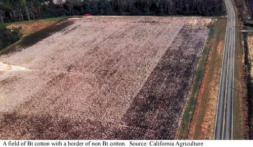 Resistenza degli insetti alle tossine transgeniche Insect resistance management (IRM) significa gestione della resistenza degli insetti e descrive le pratiche da adottare per ridurre la