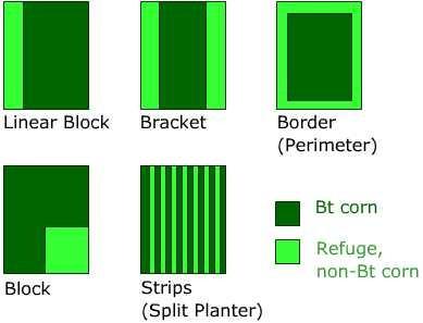 Resistenza degli insetti alle tossine transgeniche In USA, EPA richiede ai coltivatori di mais Bt di allestire aree rifugio seguendo precise linee guida. 1.