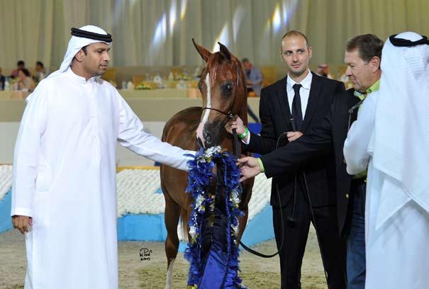 Dubai International arabian horse