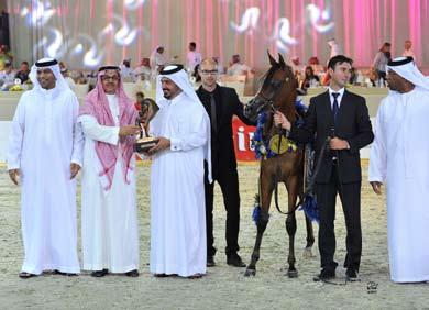 zobair owner & breeder: SHEIKH ABDULLA BIN