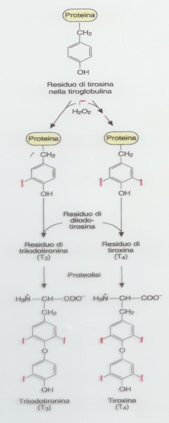 2 è utilizzato, attraverso una